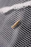 Plutella xylostella