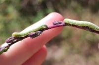 Hecatera dysodea