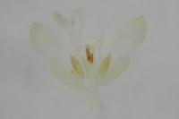 Depressaria ultimella