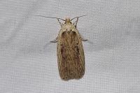 Agonopterix yeatiana