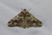 Agriopis leucophaearia