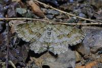 Ectropis crepuscularia