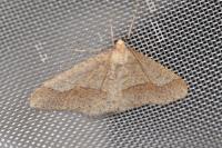 Phigaliohybernia marginaria