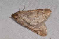 Alsophila aescularia