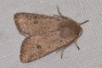 Orthosia cruda