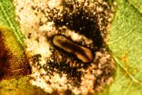 Phyllonorycter belotella