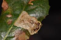 Phyllonorycter belotella