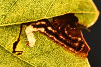 Stigmella suberivora