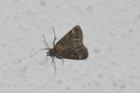 Pyrausta despicata