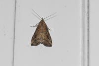 Schrankia costaestrigalis
