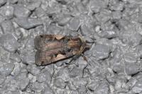 Xestia c-nigrum
