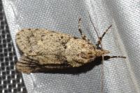 Diurnea fagella