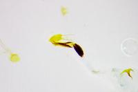 Coleophora lusciniaepennella