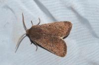 Orthosia cruda