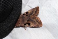 Orthosia gothica