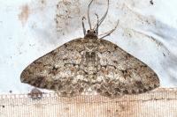 Ectropis crepuscularia