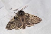 Achlya flavicornis
