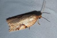 Acleris ferrugana