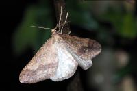 Phigaliohybernia marginaria