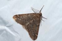 Alsophila aescularia