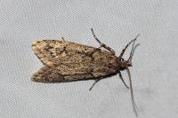 Diurnea fagella