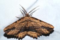 Menophra abruptaria