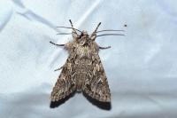 Xylocampa areola