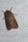 Orthosia cruda