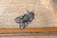 Orthosia gothica