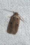 Agonopterix yeatiana