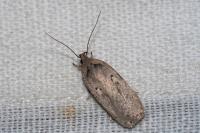 Agonopterix yeatiana