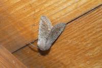 Orthosia miniosa