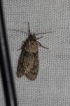 Diurnea fagella