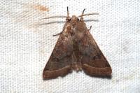 Orthosia cerasi