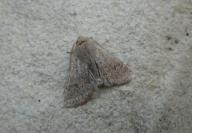 Orthosia cruda