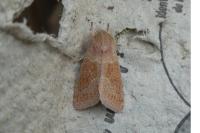 Orthosia miniosa