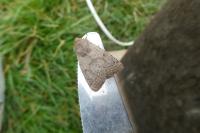 Orthosia cerasi