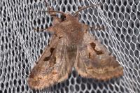 Orthosia gothica
