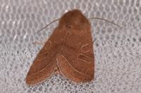 Orthosia cerasi