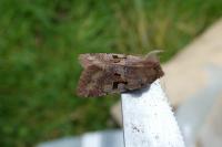 Orthosia gothica