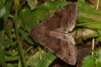 Orthosia incerta