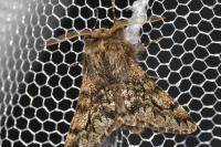 Apocheima hispidaria