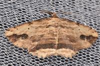Menophra abruptaria