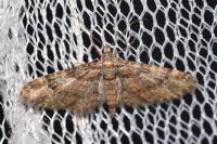 Gymnoscelis rufifasciata