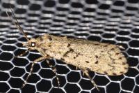 Diurnea fagella