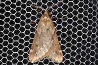 Alsophila aescularia