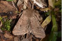 Orthosia cruda