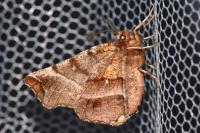 Selenia dentaria