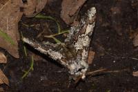 Biston strataria