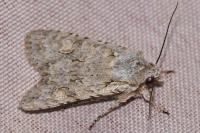 Lithophane ornitopus